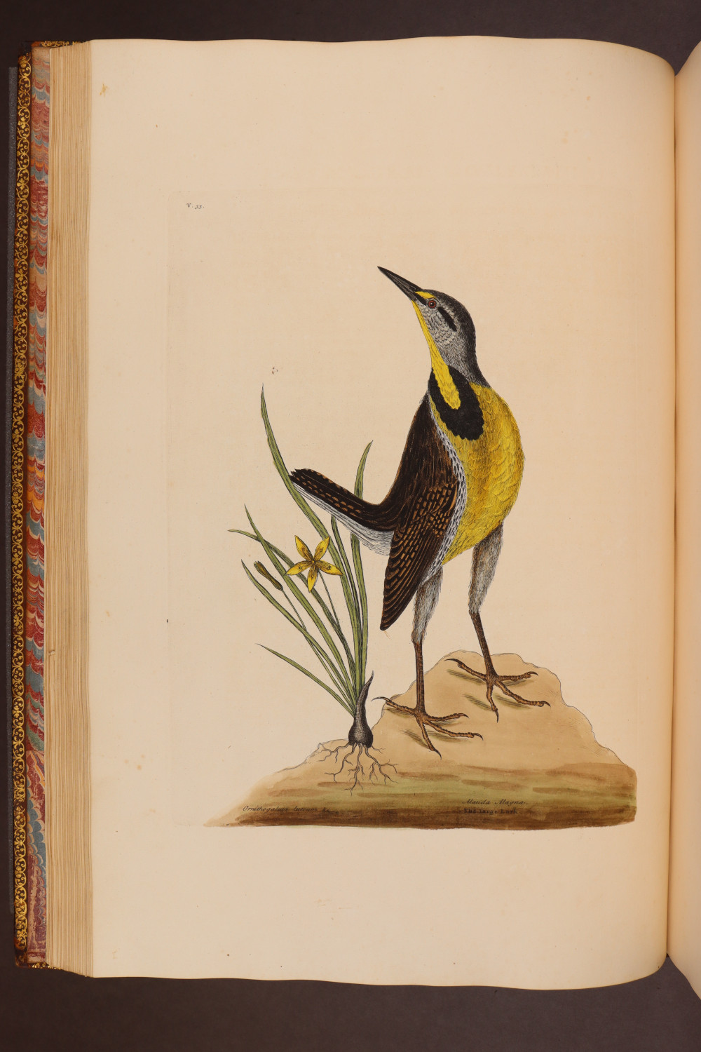 Plate 33